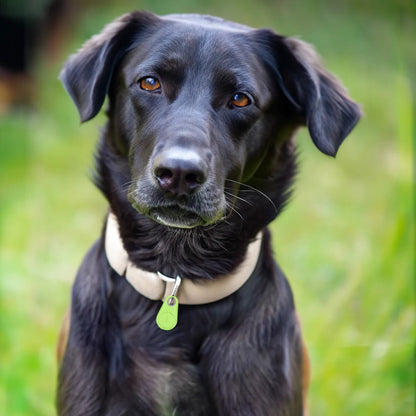 Waterproof Bluetooth GPS Pet Tracker for Dogs and Cats Real-Time Tracking